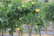 2020_09_islagalo_1600_029