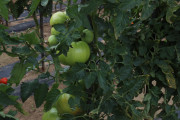 2020_09_islagalo_1600_034
