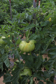 2020_09_islagalo_1600_037