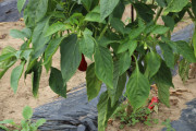 2020_09_islagalo_1600_047
