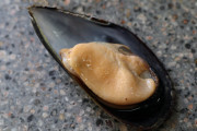 2021_04_mejillones_004