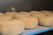 09_2015_queseria_el_bardal_022