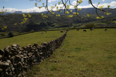 2019_05_queseria_tiemblos_010_mulecarajonero