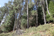 2020_02_selores_mulecarajonero_023