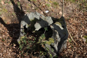 2020_02_selores_mulecarajonero_024