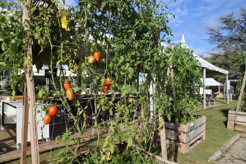 2025_08_tomates_001