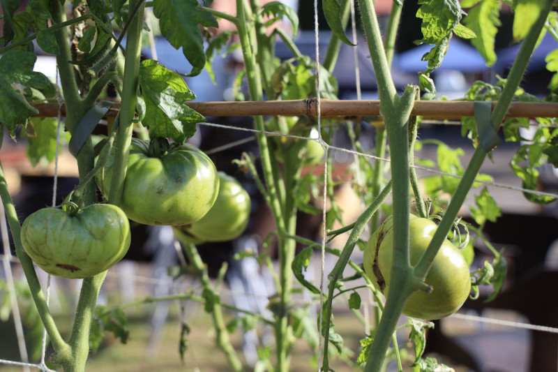 2025_08_tomates_002