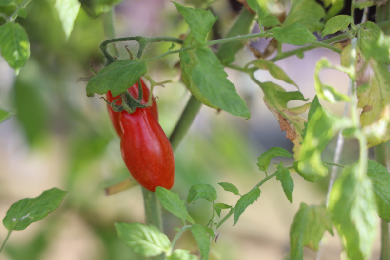 2025_08_tomates_003