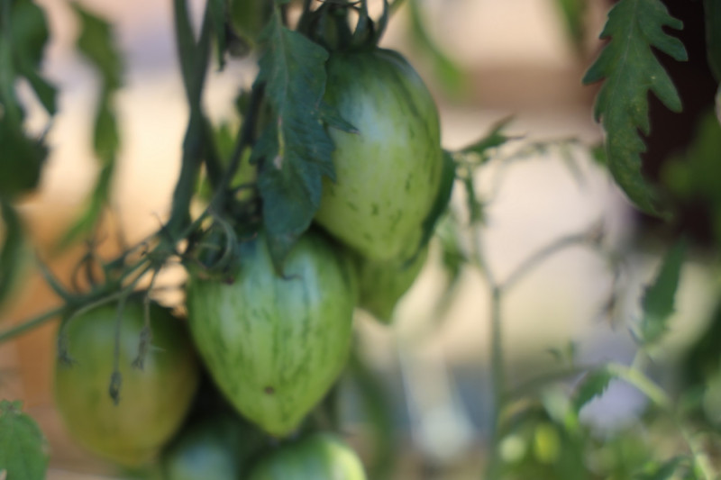 2025_08_tomates_004