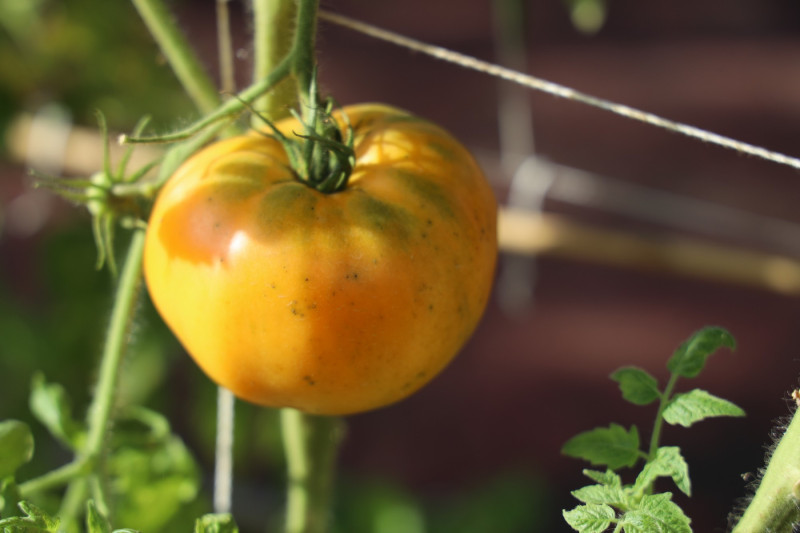 2025_08_tomates_005