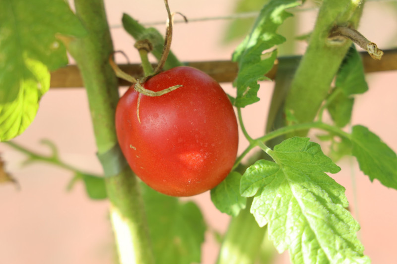 2025_08_tomates_006
