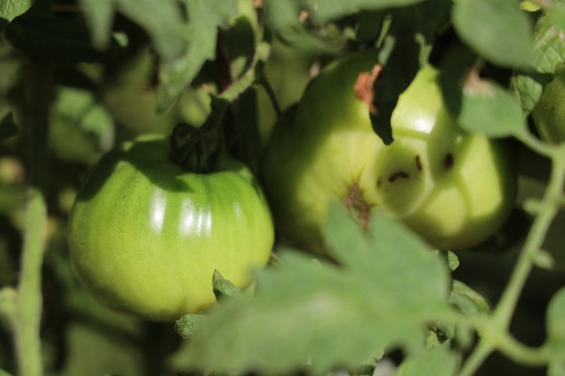 2025_08_tomates_007
