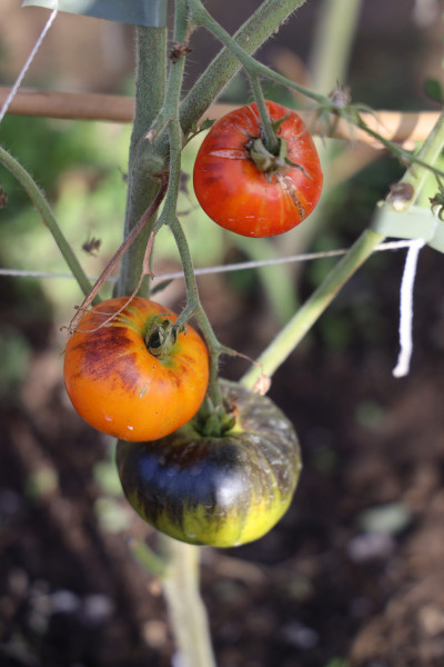 2025_08_tomates_008
