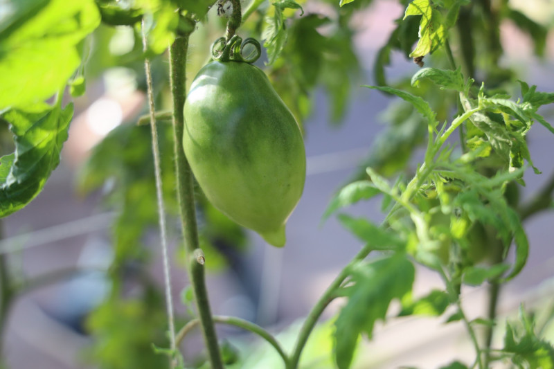 2025_08_tomates_010