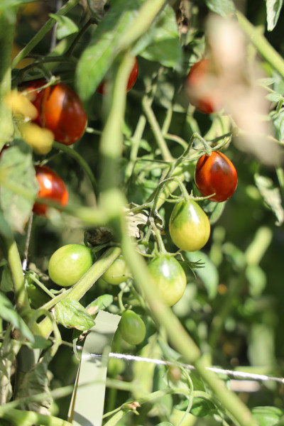 2025_08_tomates_011