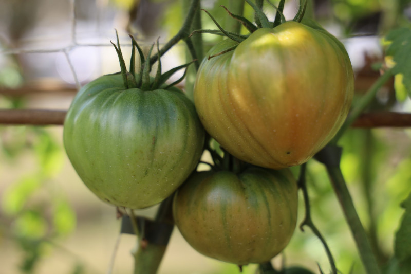 2025_08_tomates_012