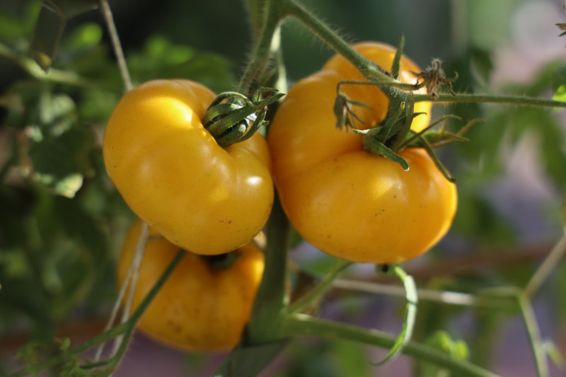 2025_08_tomates_013