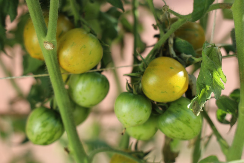 2025_08_tomates_014