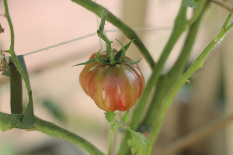 2025_08_tomates_015