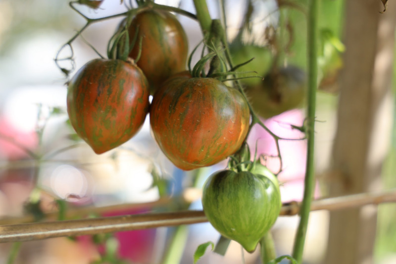 2025_08_tomates_016