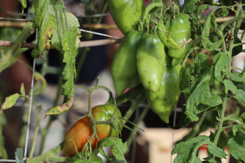 2025_08_tomates_017