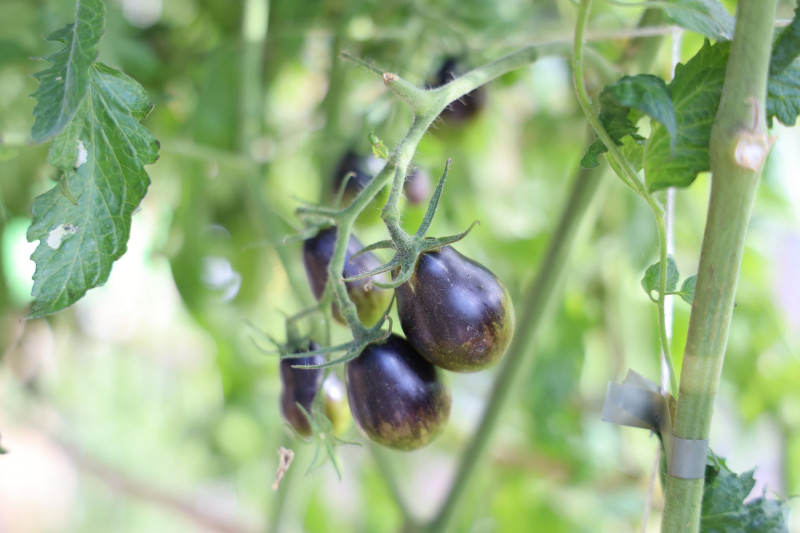 2025_08_tomates_018