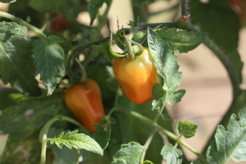 2025_08_tomates_019