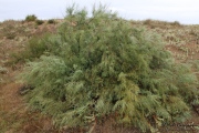 cuchia_suances_002