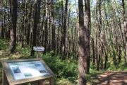 bosque_liencres_015