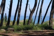 bosque_liencres_019
