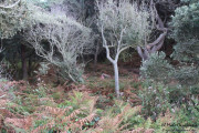 2016_10_necora_paseos_006