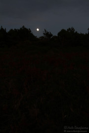 2016_10_necora_paseos_011
