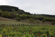 2019_09_vendimia_tama_020_mulecarajonero