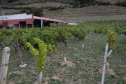 2019_09_vendimia_tama_034_mulecarajonero
