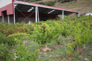 2019_09_vendimia_tama_054_mulecarajonero