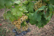 2019_09_vendimia_tama_065_mulecarajonero