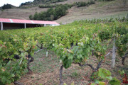 2019_09_vendimia_tama_066_mulecarajonero