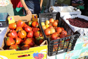 2018_09_pimiento_feria_039