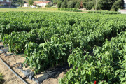 2019_09_feria_huerta_006_mulecarajonero